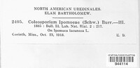 Coleosporium ipomoeae image